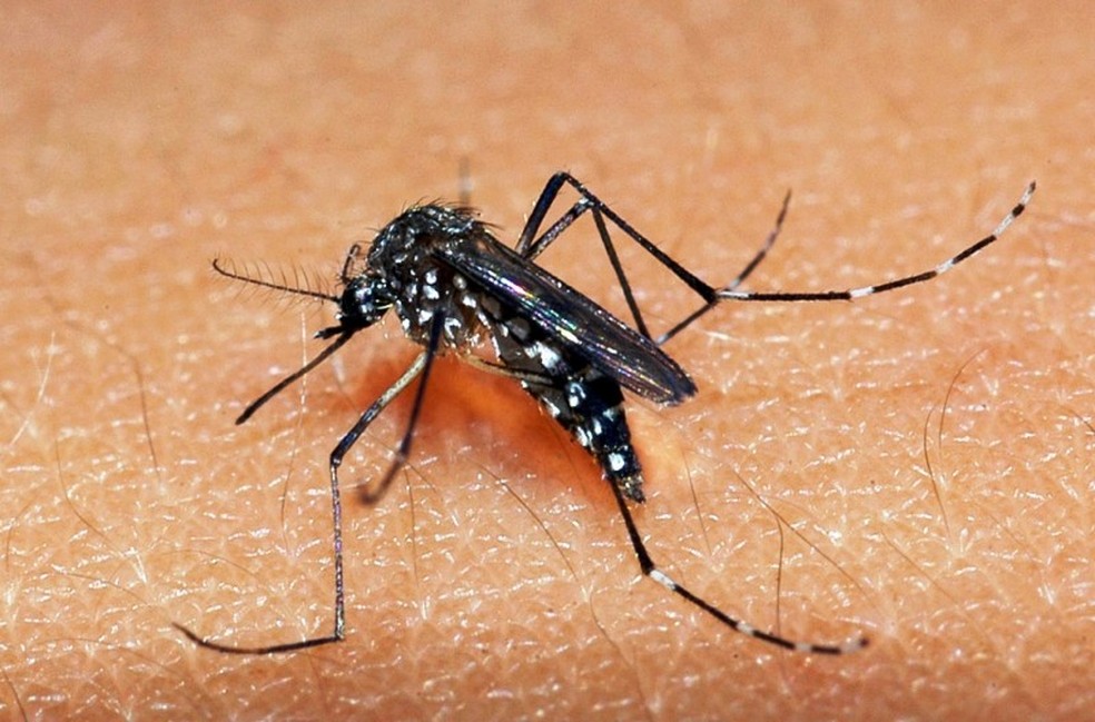Em um ano, incidência da dengue no país aumenta 600%